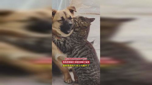 路边猫咪抱着狗狗不松手,狗狗表情痛苦但尾巴却摇了起来,猫咪看到有人来立马跑开了