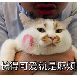 萌趣可爱猫咪表情包,与小可爱聊天专用,妥妥赢好感