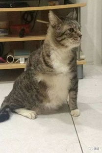 猫咪挠痒痒表情包痒痒的