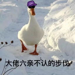厉害了动物沙雕表情包赶紧马住