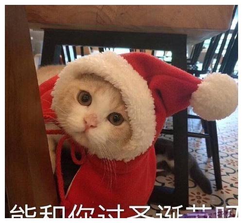 猫咪的圣诞帽,猫什么东西在我头上总有刁民想害朕