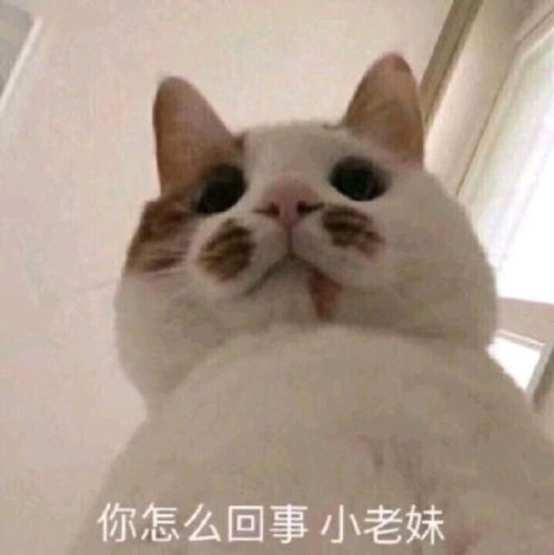 来了老弟表情包搞笑