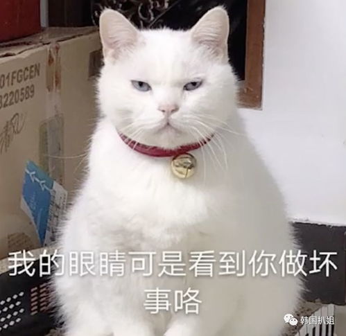 不想配图表情包过年