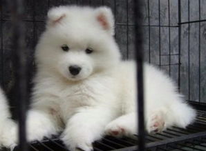 微笑天使萨摩耶幼犬澳版萨摩熊版雪橇犬