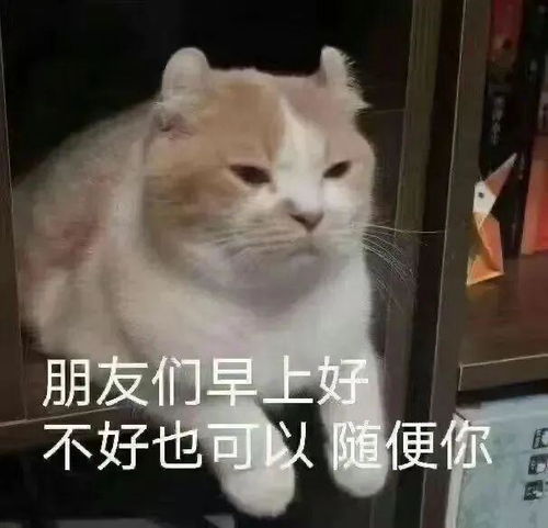 焦个朋友丨第820期喵表情包