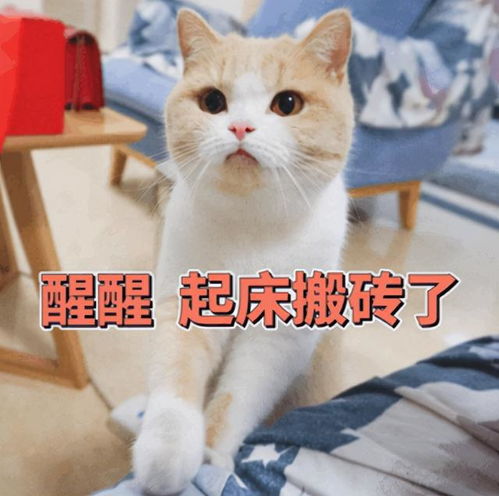 养猫和不养猫的人区别在哪这10个点太真实了