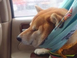 柴犬的性格怎么样适不适合家里饲养