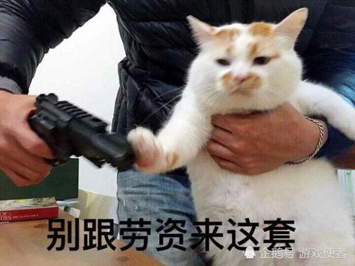 为什么现代人爱养猫搜了这个话题后涨姿势了