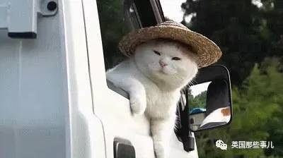 这只治愈了无数网友的猫叔回猫星了你的手机一定有它的表情包