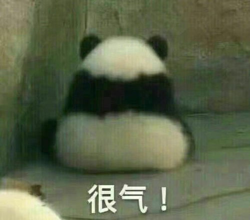 搞笑视频点击就看大熊猫大型蹦迪现场总是能给人带来欢乐原谅我笑出声