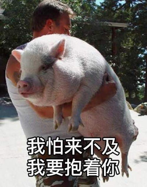 蛱蝶