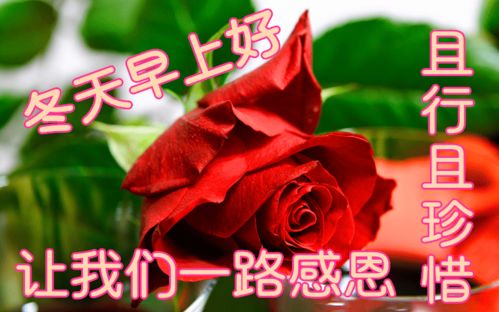 11月15日最漂亮早上好动态表情图片大全,早晨好动图美图大全