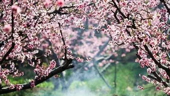三生三世十里桃花穿越万亩花海北京千岛湖金海湖