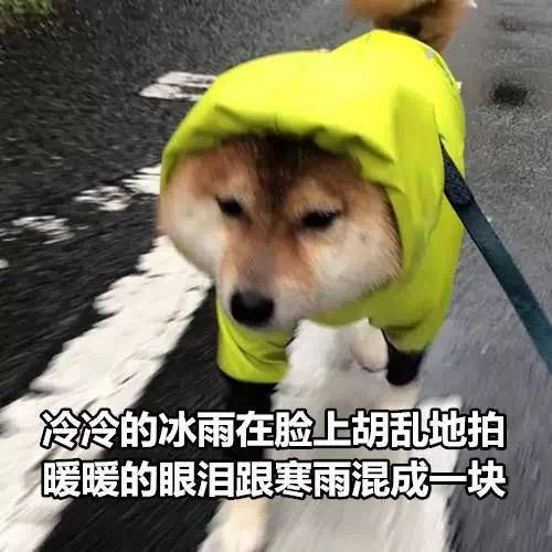 看我的生活甜蜜定档这份糖分超高的告白你接收到了吗