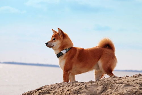柴犬,靠色相闯江湖