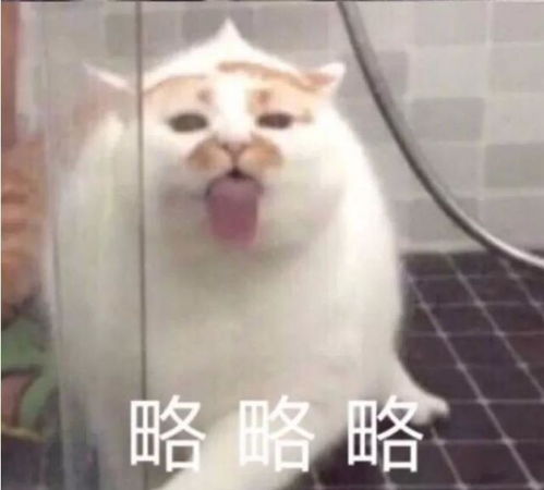 呕吐的表情包图片cc猫