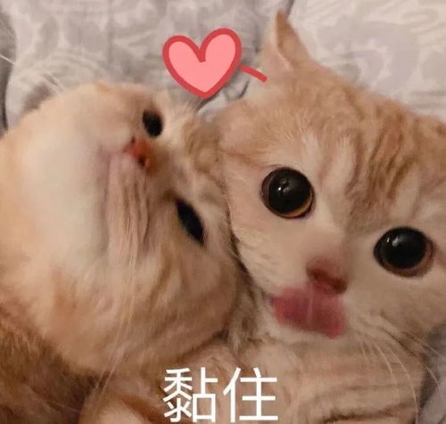 可爱的沙雕朋友圈文案225.0