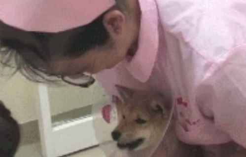 主人带柴犬去检查,医生欲给它打针时,它秒成一只戏精汪