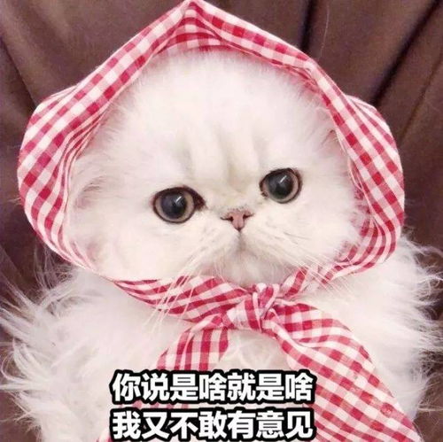 对象生气了怎么办发这套表情包给他,一哄一个准