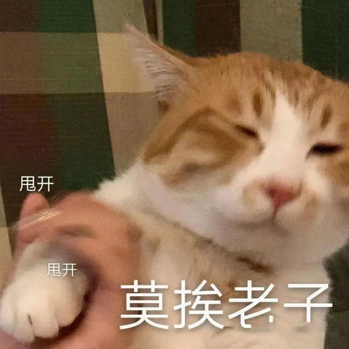 表情包聚集地第16期