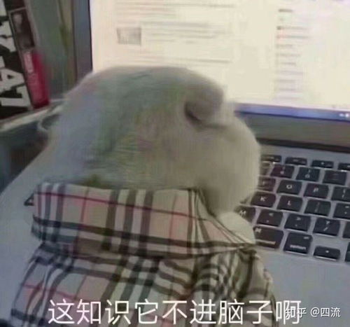 八天初会学习全记录