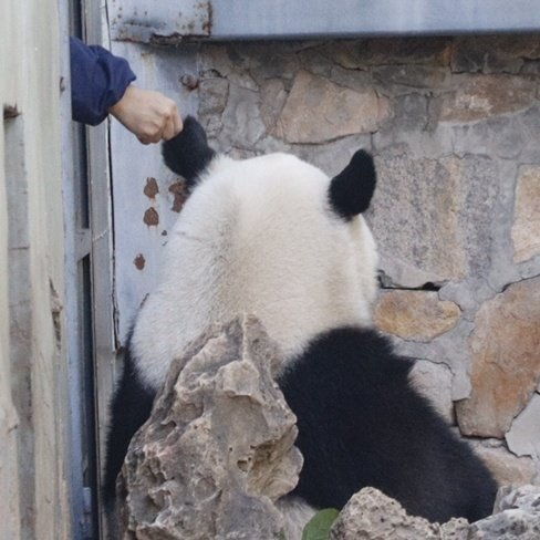 大熊猫萌兰8岁生日快乐和花和叶生日快乐