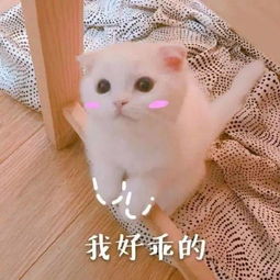 日常吸猫系列表情包,废猫扶不上墙