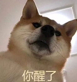 偷看你洗澡表情包宠物狗