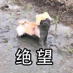 最好看的狗狗表情包狗年
