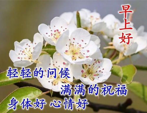 星期三慰问朋友早上好表情包,早安祝福语图片