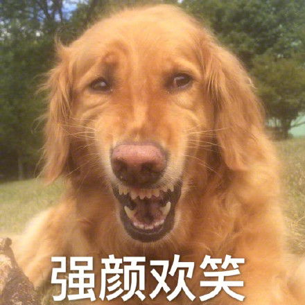 目瞪狗呆表情包