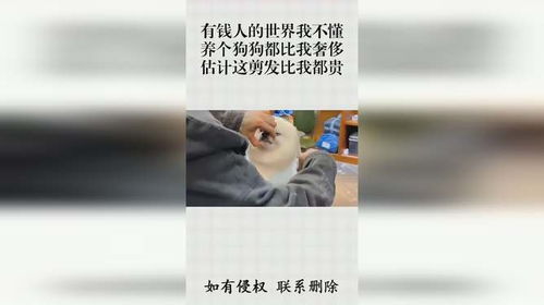 有钱人的世界我不懂,养个狗狗都比我奢侈,估计这剪发比我都贵