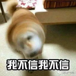 天呐厦门一男子给宠物狗剃个毛,此后发生的事让人目瞪口呆