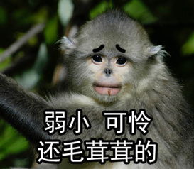 有趣的红唇滇金丝猴表情包