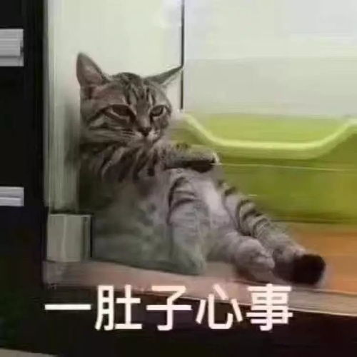 谭维维喜提8块腹肌,一周瘦6斤食谱曝光实力歌手竟转型健身博主