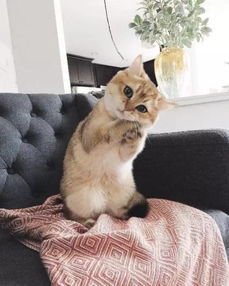 推荐沙发被猫抓残了你还有这些好办法给老沙发微整形