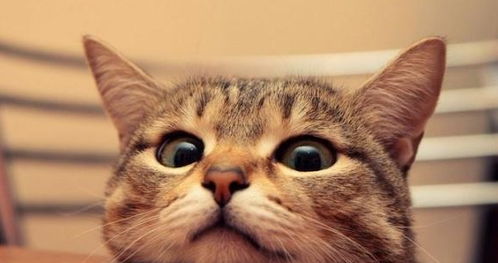 如何从猫咪的姿势来判断其心情
