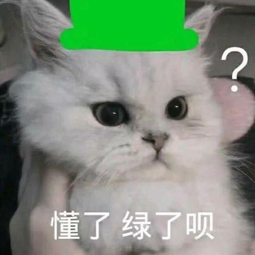 猫生娃全靠复制粘贴,猫生了个自己,可爱嘛
