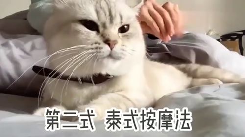 撩妹表情包开场白猫咪