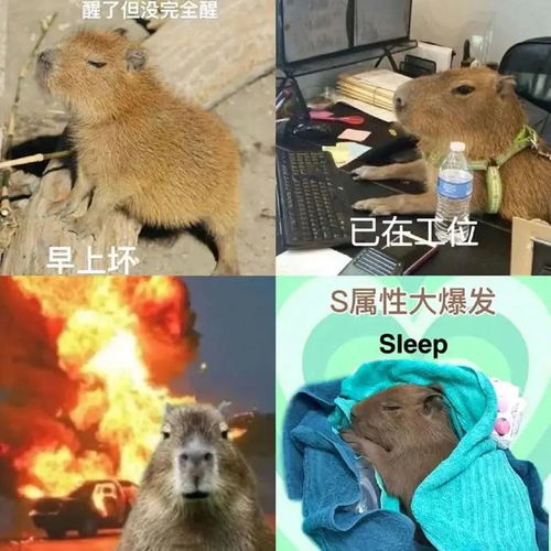 水豚情绪稳定表情包
