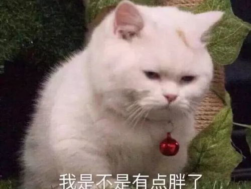 表情包专属推文