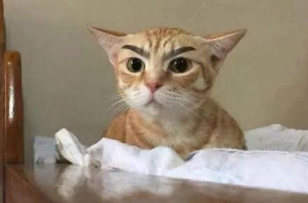 萌猫动态表情包问号