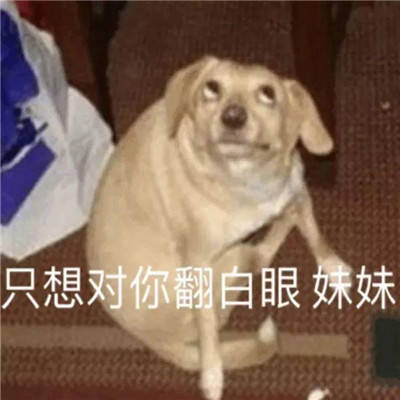 男生撩妹专用的沙雕表情包