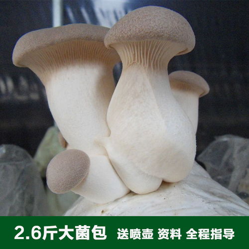 大包杏鲍菇菌包菌种蘑菇菌包食用菌棒菇种蘑菇种子多肉植物阳台养