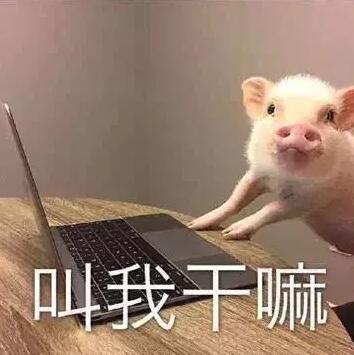 丁磊养猪马云养猪之后,刘强东也养猪了大佬们养的猪有什么不同