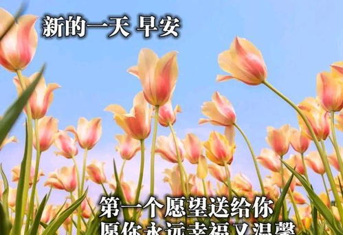 彩虹总在风雨后秋实总在春花后