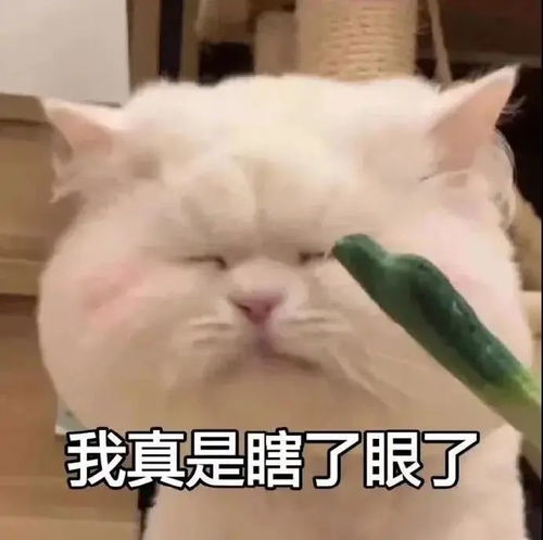 最近又水逆了丨第141期喵表情