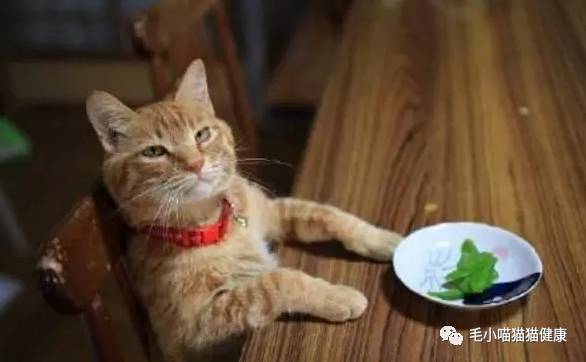 破产姐妹表情包猫咪