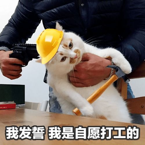 打工人,你要悄悄打工,用心守护美好家园