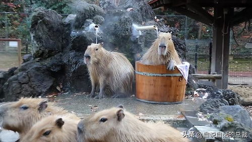 水豚情绪稳定,为什么它有治愈心灵的魔力